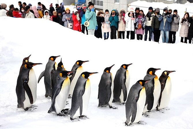 Hokkaido Day Trip From Sapporo: Asahiyama Zoo to Ningle Terrace - Exploring Asahiyama Zoo