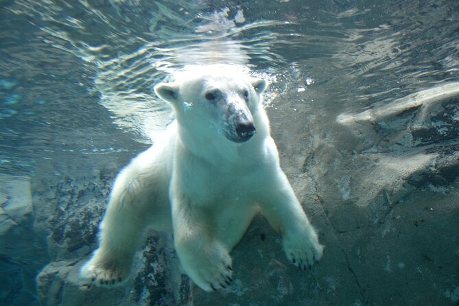 Hokkaido Day Trip From Sapporo: Asahiyama Zoo to Ningle Terrace - Discovering Ningle Terrace