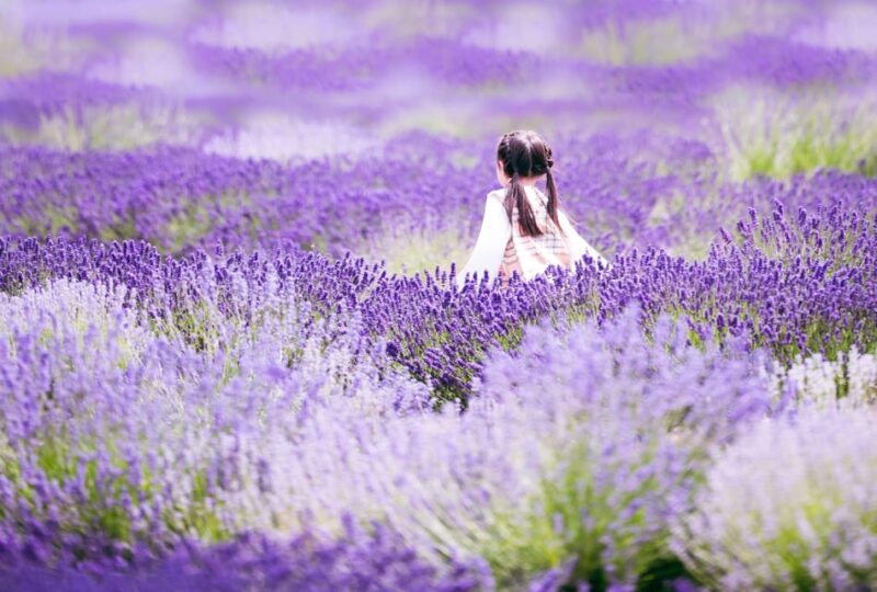 Hokkaido Furano Day Tour - Itinerary Highlights