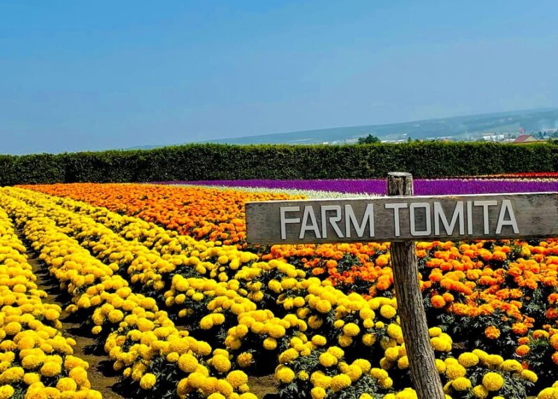 Hokkaido Furano Tomita Farm Tour With Melon Buffet Option - Key Points