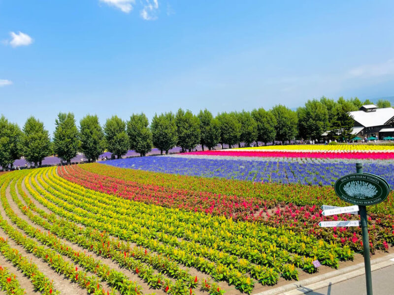 Hokkaido Furano Tomita Farm Tour With Melon Buffet Option - Stops and Activities