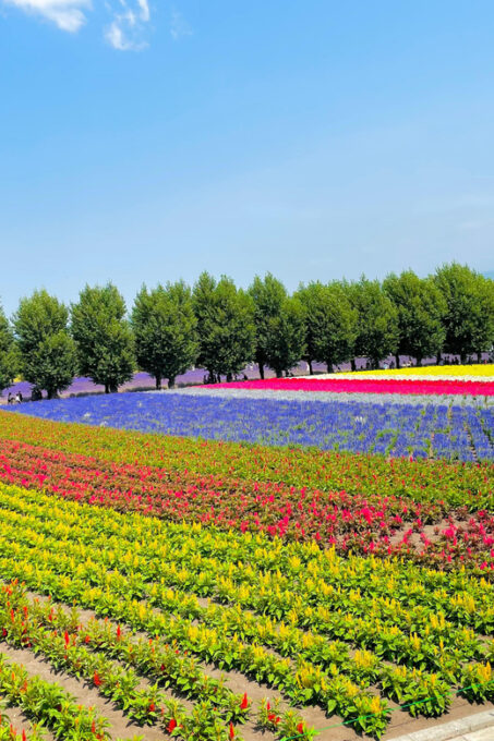 Hokkaido Furano Tomita Farm Tour With Melon Buffet Option - Transportation
