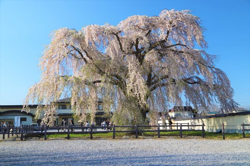 Hokkaido Hakodate 2D1N Cherry Blossoms Bus Tour From Sapporo - Accommodations and Inclusions