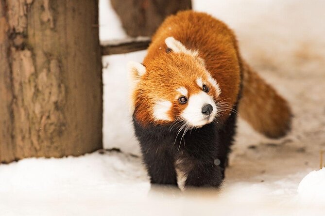 Hokkaido Highlights of Flower Blossom, Asahiyama Zoo & Blue Pond 'Aoi-Ike'! - Meeting and Pickup