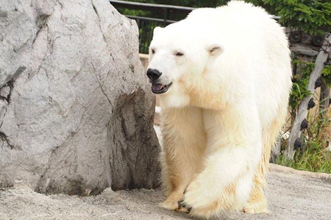 Hokkaido Highlights of Flower Blossom, Asahiyama Zoo & Blue Pond 'Aoi-Ike'! - Asahiyama Zoo Adventure
