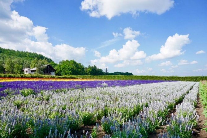 Hokkaido Highlights of Flower Blossom, Asahiyama Zoo & Blue Pond 'Aoi-Ike'! - Blue Pond Aoi-Ike