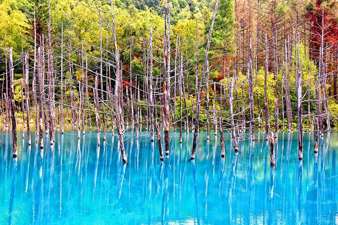 Hokkaido Highlights of Flower Blossom, Asahiyama Zoo & Blue Pond 'Aoi-Ike'! - Cottage Workshop Visits