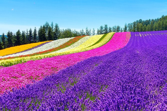 Hokkaido Highlights of Flower Blossom, Asahiyama Zoo & Blue Pond 'Aoi-Ike'! - Tour Schedule and Accessibility