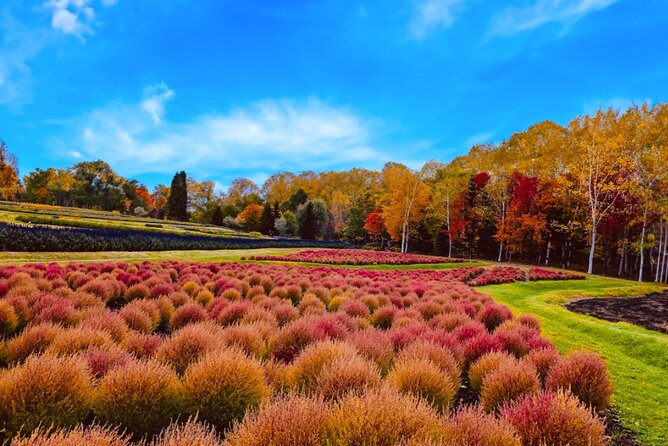 Hokkaido Jozankei Hoheikyo Dam Autumn Leaves Day Trip - Whats Included