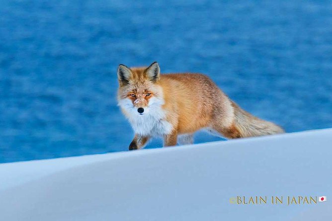 Hokkaido Photo Tour & Workshop-9 Day Tour-February 1-9 - Additional Information