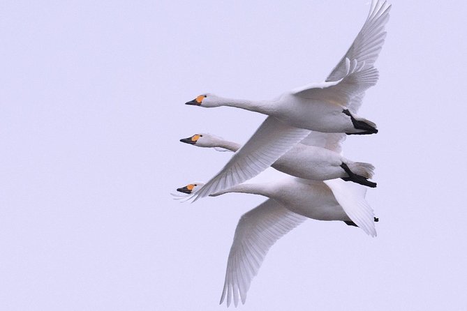 Hokkaido Photo Tour & Workshop-9 Day Tour-February 1-9 - Booking and Availability