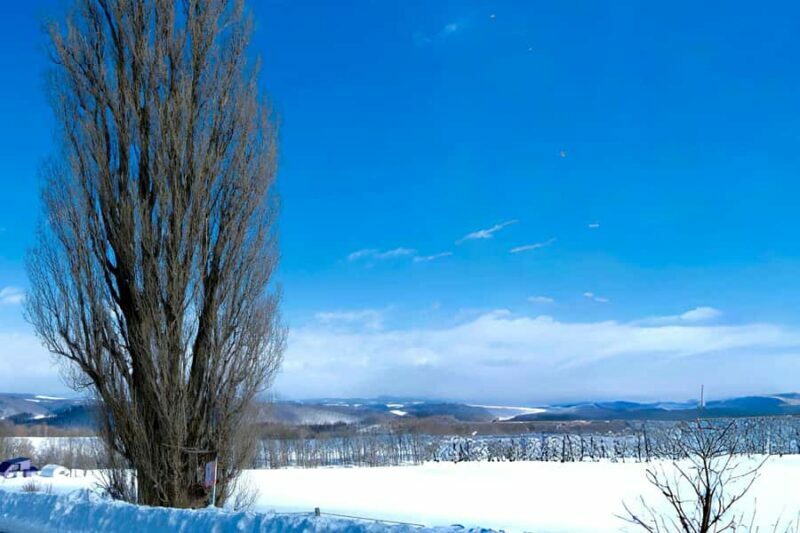 Hokkaido Tour: Snowy Landscapes & Polar Animals & Waterfalls - Shirahige Waterfall: Nature’s Frozen Masterpiece