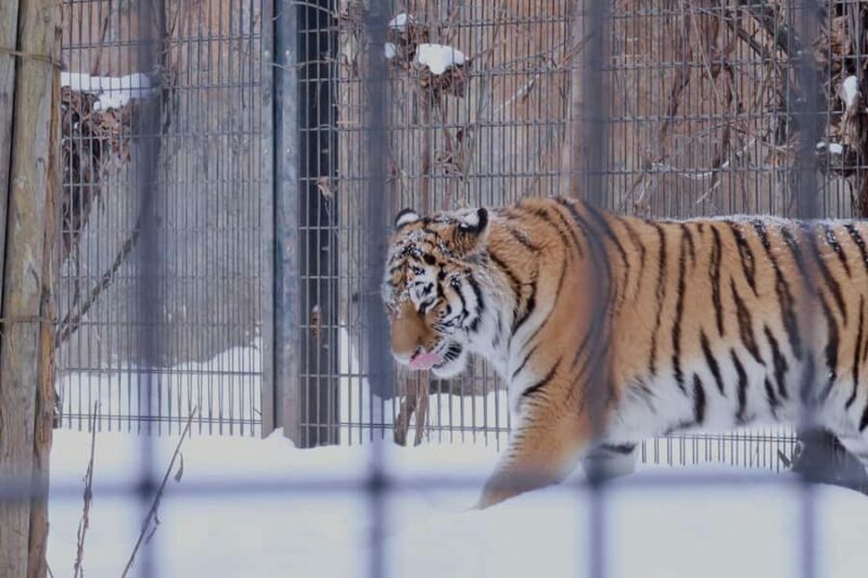 Hokkaido Tour: Snowy Landscapes & Polar Animals & Waterfalls - What Makes This Tour Stand Out?