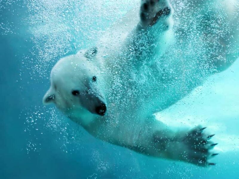 Hokkaido Tour: Snowy Landscapes & Polar Animals & Waterfalls - Pricing and Value