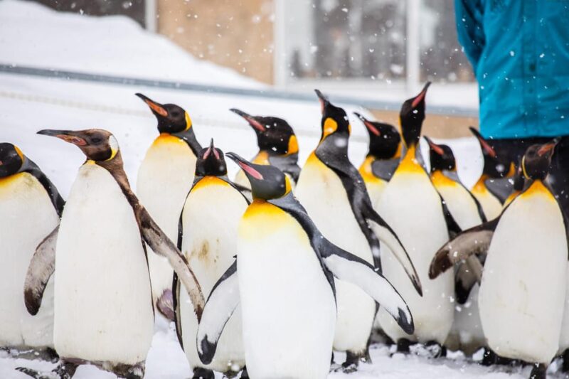 Hokkaido Winter Asahiyama Zoo, Enchanting Blue Pond Day Tour - Transportation and Admission