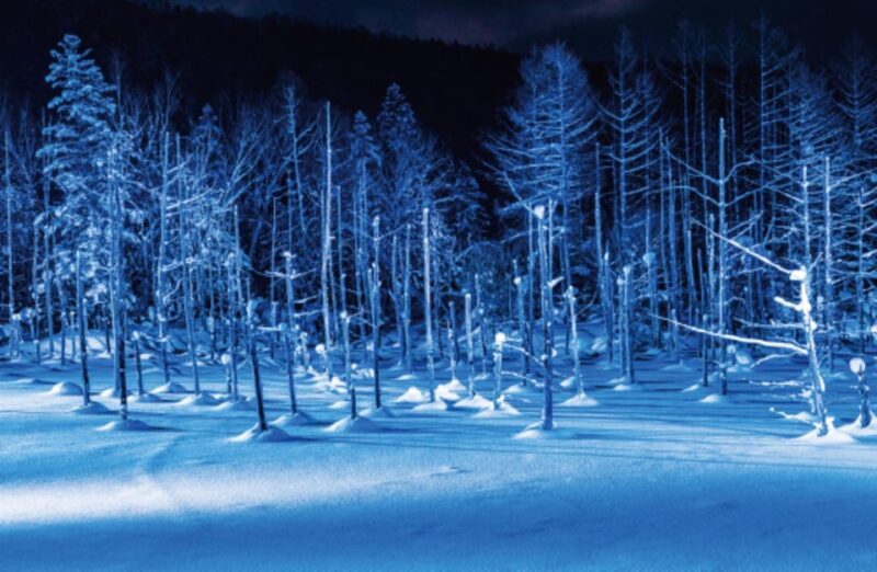 Hokkaido Winter Asahiyama Zoo, Enchanting Blue Pond Day Tour - Infant Policy