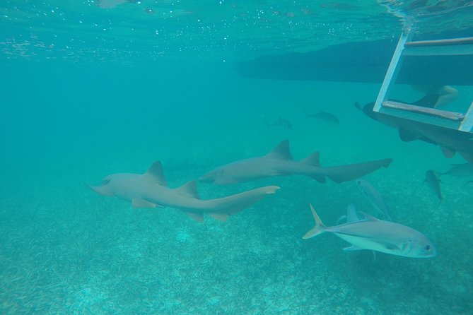 Hol Chan Marine Park and Shark Ray Alley Snorkeling - Onboard Amenities
