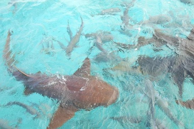 Hol Chan Marine Reserve Snorkel and Caye Caulker Tour 40 Sirena Azul Sailboat - Sightseeing and Local Cuisine