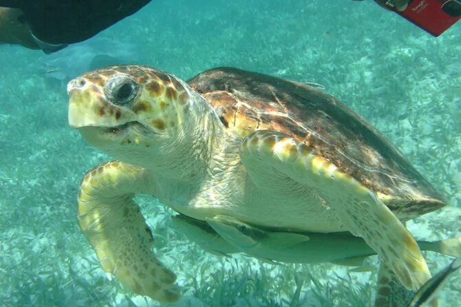 Hol-Chan Snorkel Tour From Caye Caulker - Snorkeling Experience