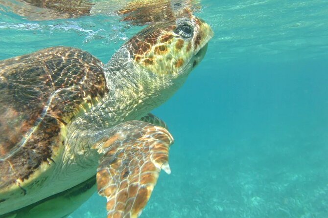 Hol-Chan Snorkel Tour From Caye Caulker - Tour Inclusions