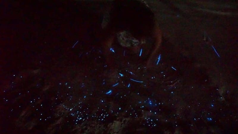 Holbox: Bioluminescence in Kayaking - Arrival and Pickup