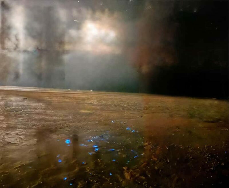 Holbox: Bioluminescence Kayaking and Stargazing - What to Expect in Detail