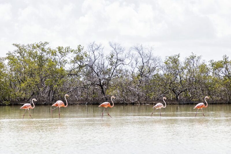 Holbox: Guided Horseback Ride on the Beach - Preparation and Meeting Point