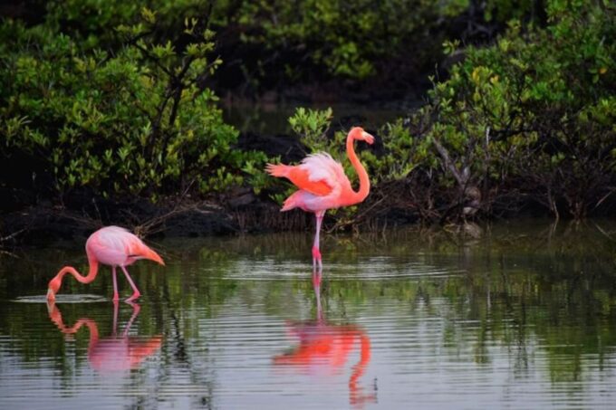 Holbox: Guided Horseback Ride on the Beach - Frequently Asked Questions