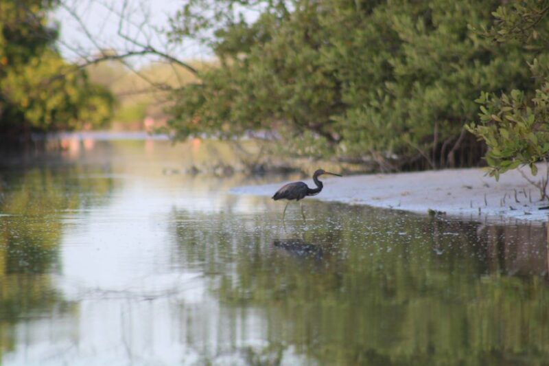 Holbox: Guided Sunrise Kayak Tour Through Mangrove Reserve - Key Points