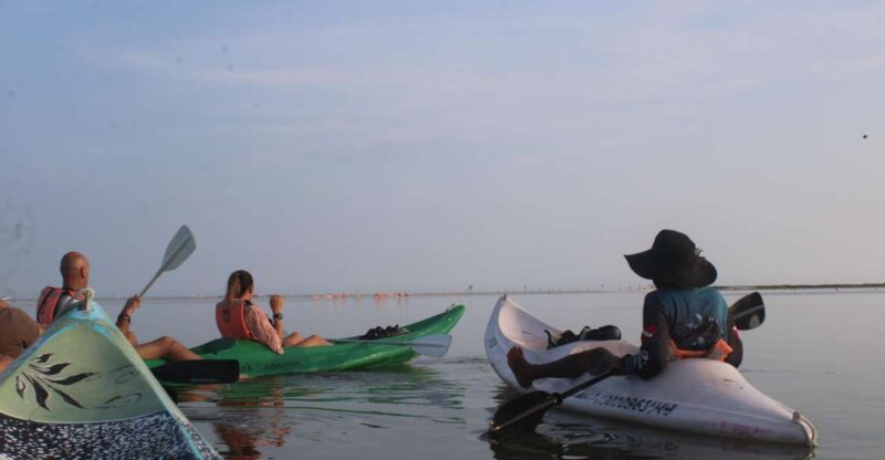Holbox: Guided Sunrise Kayak Tour Through Mangrove Reserve - Inclusions and Accessibility