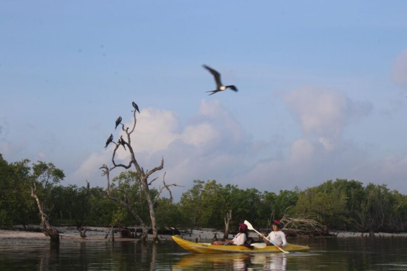 Holbox: Guided Sunrise Kayak Tour Through Mangrove Reserve - Customer Feedback and Ratings