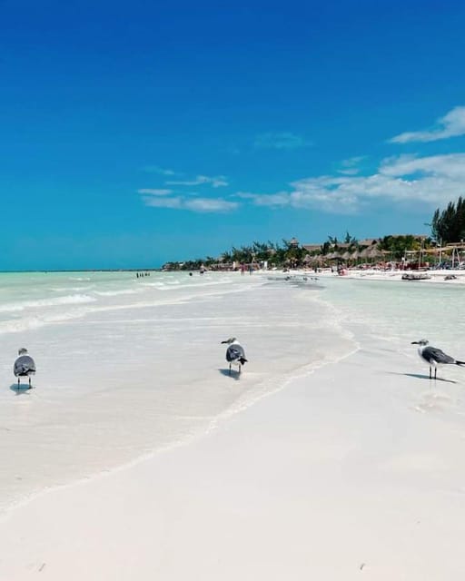 Holbox Island: Day Trip With Lunch - What to Bring and Restrictions