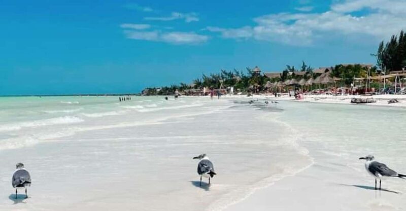 Holbox Island: Tour With Whale Shark Swim - Key Points