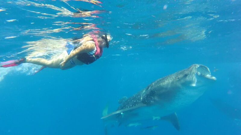 Holbox Island: Whale Shark Tour - Itinerary and Experience