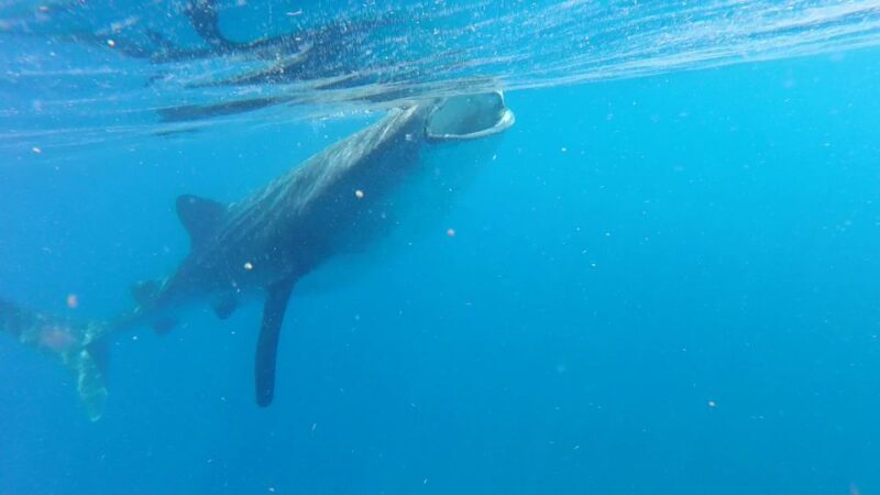 Holbox Island: Whale Shark Tour - Booking and Flexibility