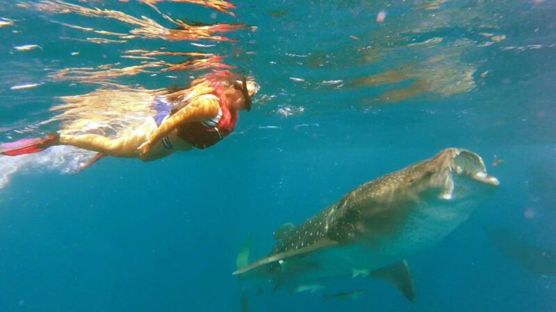 Holbox Island: Whale Shark Tour - Explore Cabo Catoche