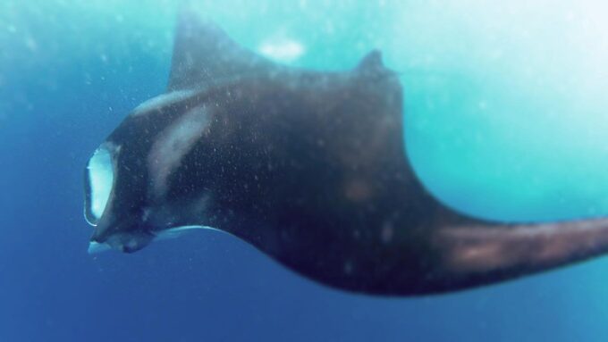 Holbox Island: Whale Shark Tour - Frequently Asked Questions