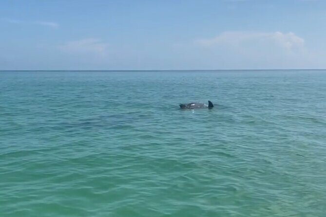 Holbox: Islas Pajaros, Yalahau & Isla de la Pasión with pick up - The Experience: What Does It Feel Like?