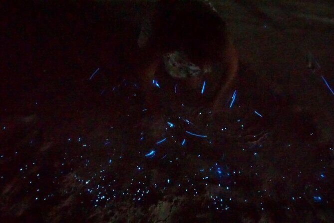 Holbox Kayak Bioluminescence Experience - What the Tour Entails: Step-by-Step Itinerary