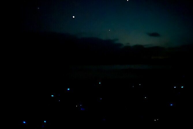 Holbox Kayak Bioluminescence Experience - What Past Travelers Say