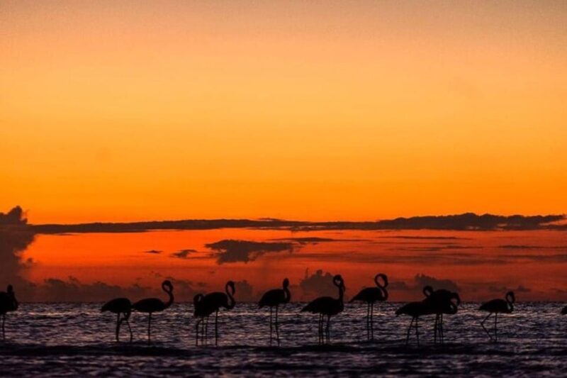 Holbox: Mangrove Paddling Excursion - Experience Highlights