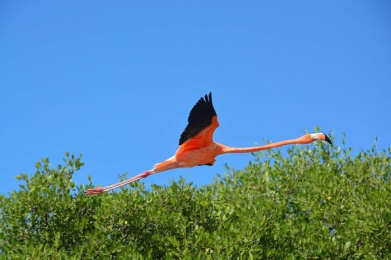 Holbox: Mangrove Paddling Excursion - Meeting Point