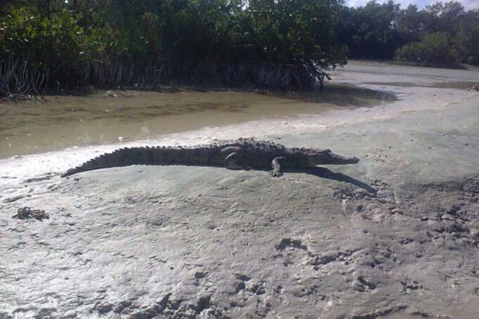 Holbox: Mangrove Paddling Excursion - Spot Diverse Wildlife