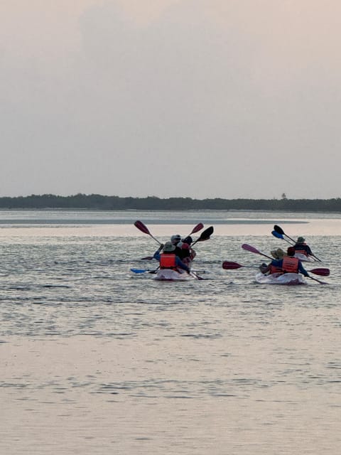 Holbox: Mangrove Sunset Kayak Tour - Wildlife Experience