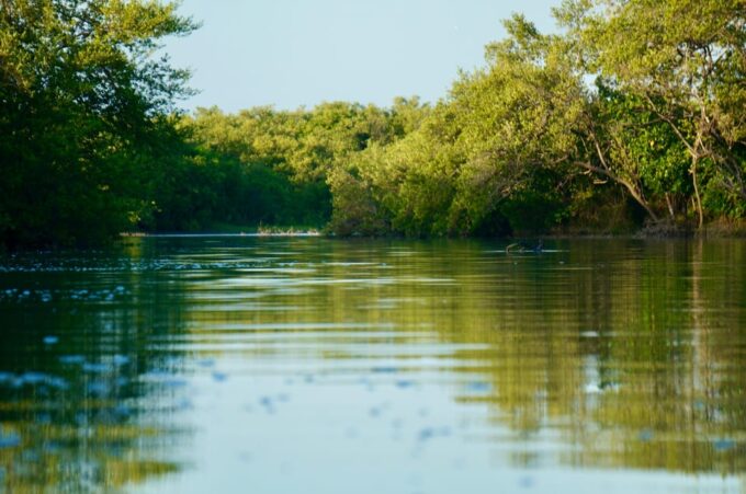 Holbox: Mangrove Sunset Kayak Tour - Customer Reviews