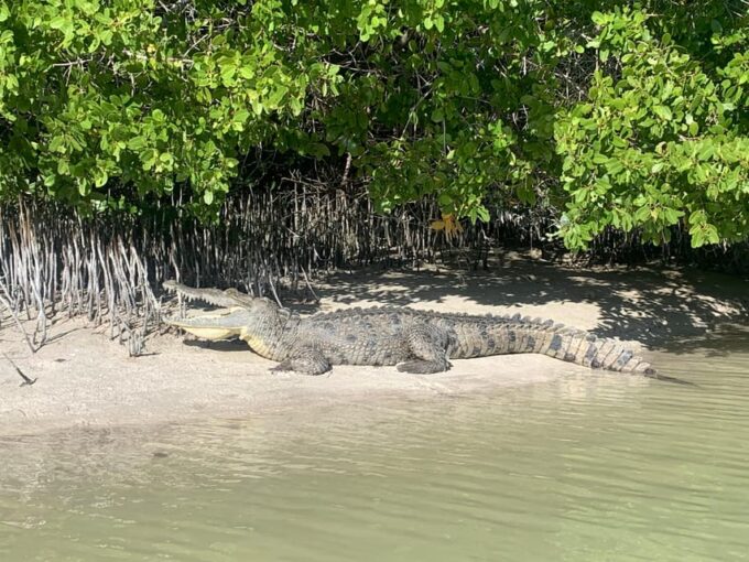 Holbox: Mangrove Sunset Kayak Tour - Frequently Asked Questions