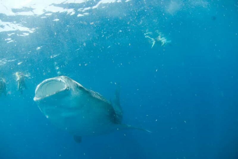 Holbox: Search and Swim with Whale Sharks ! All Inclusive. - A Genuine Look at This Marine Adventure