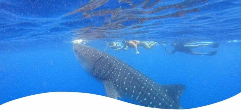 Holbox: Search and Swim with Whale Sharks ! All Inclusive. - FAQ
