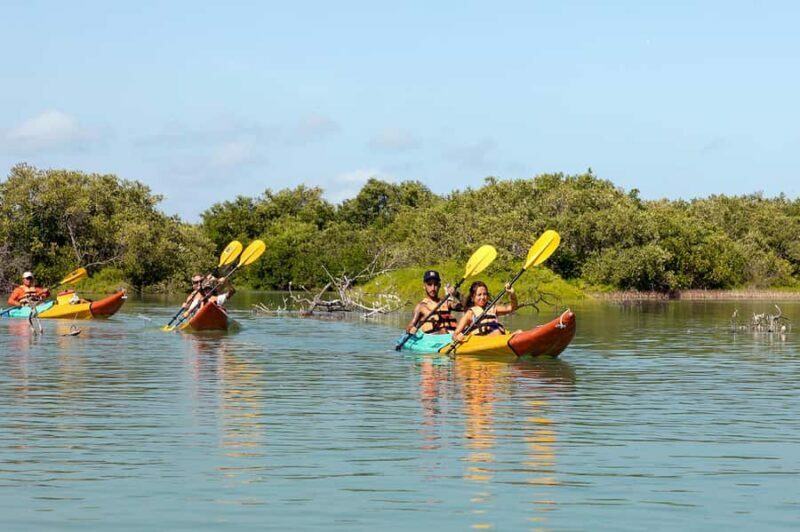 Holbox: Sunrise Kayak Tour through the Mangroves - Key Points