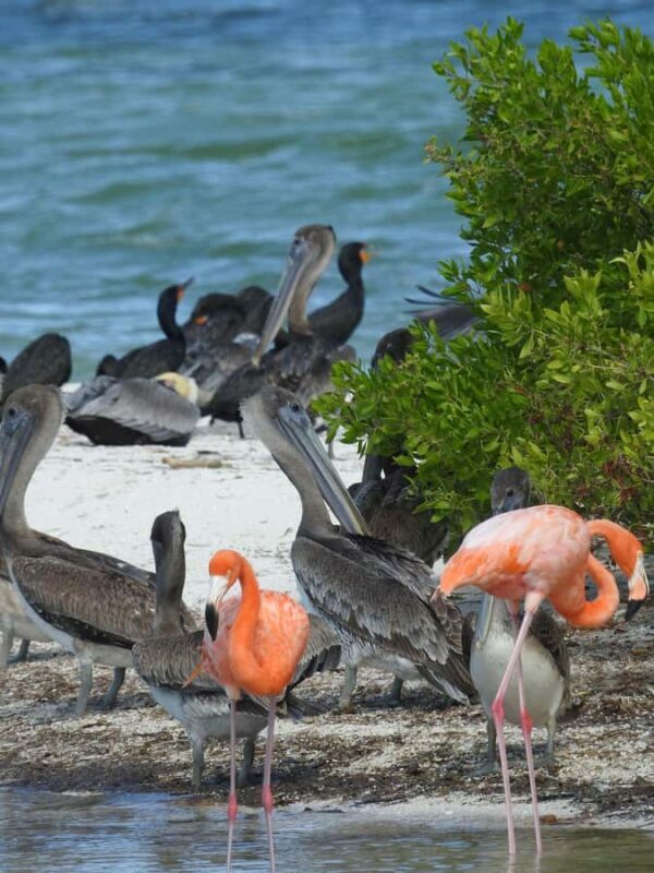 Holbox: Sunrise Kayak Tour through the Mangroves - The Experience: An In-Depth Look